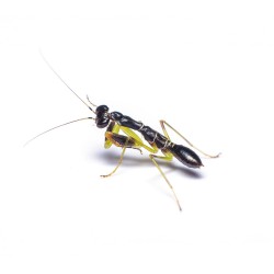 Modliszka Mrówka Odontomantis planiceps