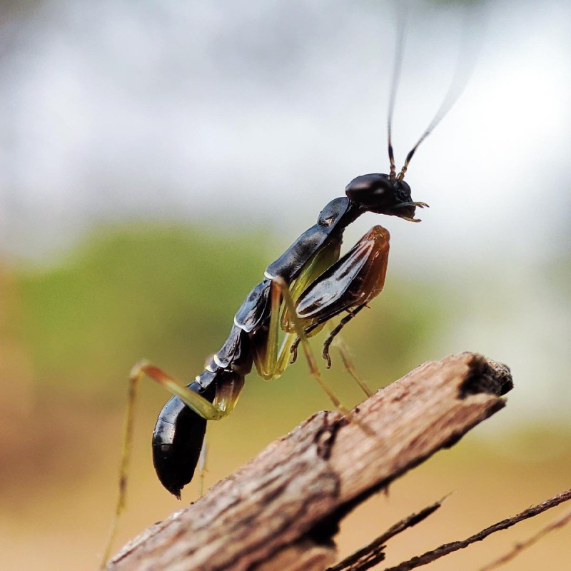 Modliszka Mrówka Odontomantis planiceps