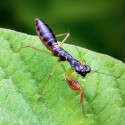 Modliszka Mrówka Odontomantis planiceps