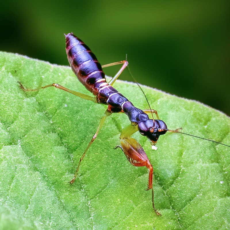 Modliszka Mrówka Odontomantis planiceps