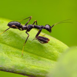 Modliszka Mrówka Odontomantis planiceps