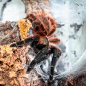 Ptasznik Psalmopoeus victorii
