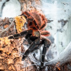 Ptasznik Psalmopoeus victorii