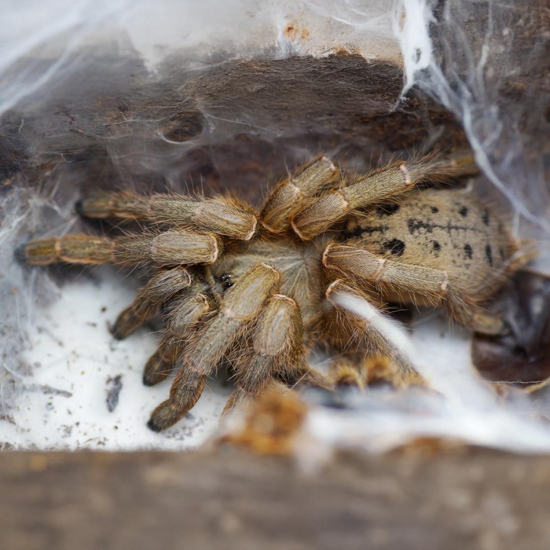 Ptasznik Pterinochilus lugardi