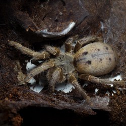 Ptasznik Pterinochilus lugardi