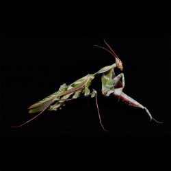 Modliszka Diabelska Idolomantis Diabolica