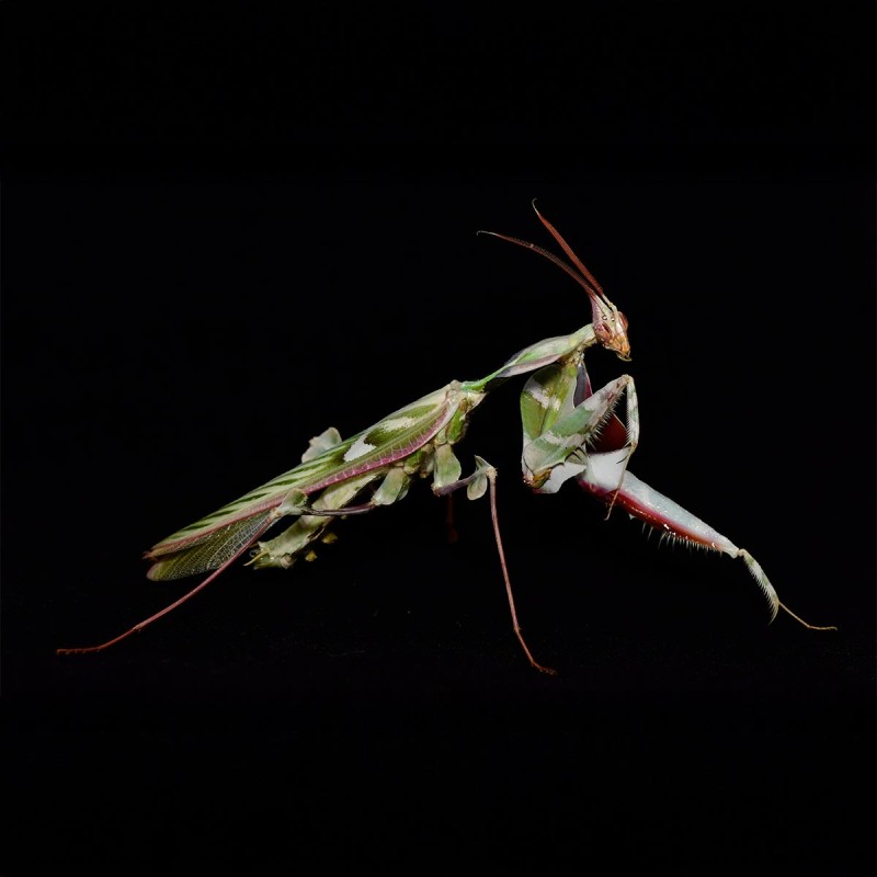 Modliszka Diabelska Idolomantis Diabolica