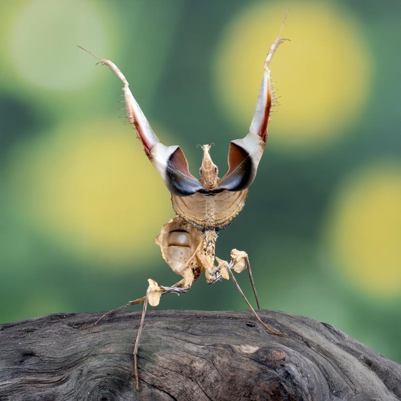Modliszka Diabelska Idolomantis Diabolica