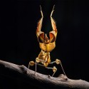 Modliszka Diabelska Idolomantis Diabolica