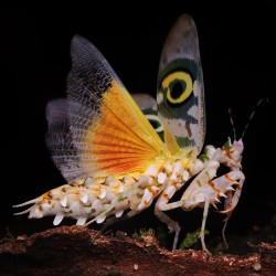 Modliszka Motylowa Pseudocreobotra wahlbergii