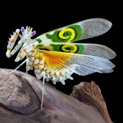 Modliszka Motylowa Pseudocreobotra wahlbergii