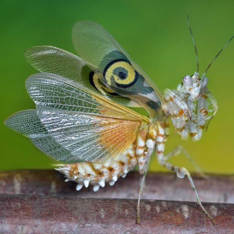 Modliszka Motylowa Pseudocreobotra wahlbergii