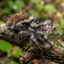 Skakun Phidippus tyrelli Skakun Phidippus tyrelli