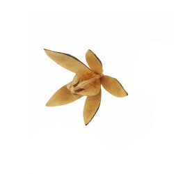 Susz egzotyczny 8-9cm Lily