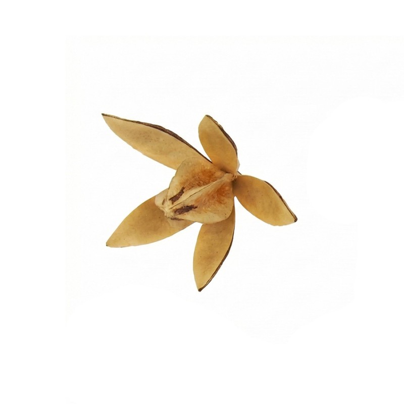 Susz egzotyczny 8-9cm Lily