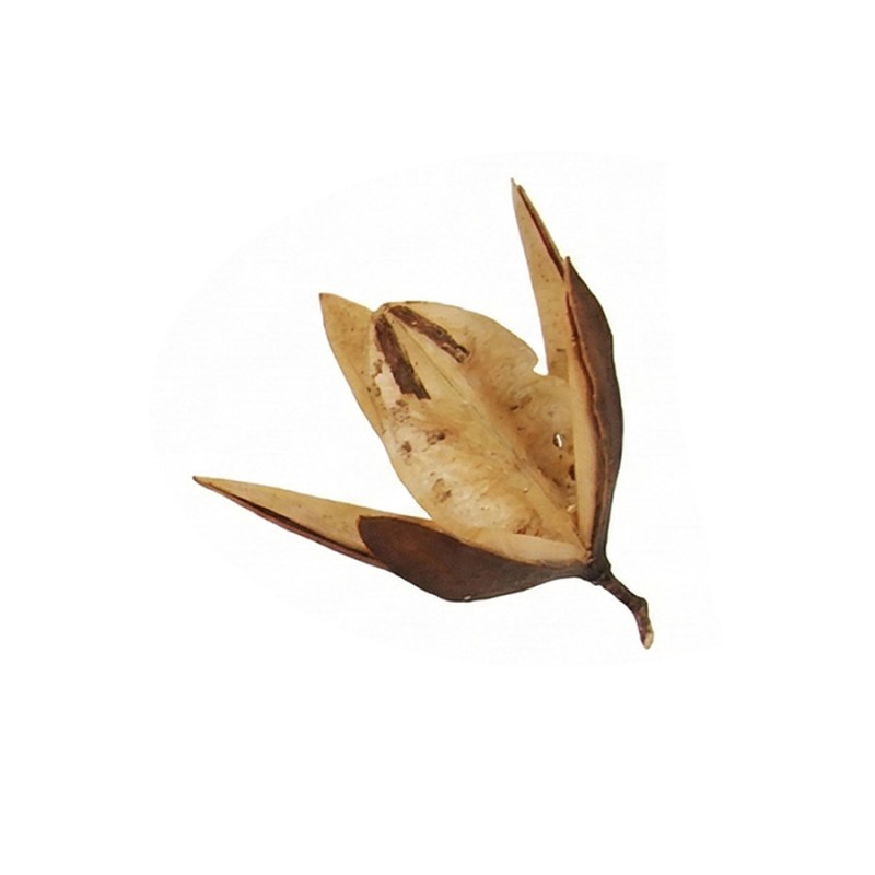 Susz egzotyczny 8-9cm Lily