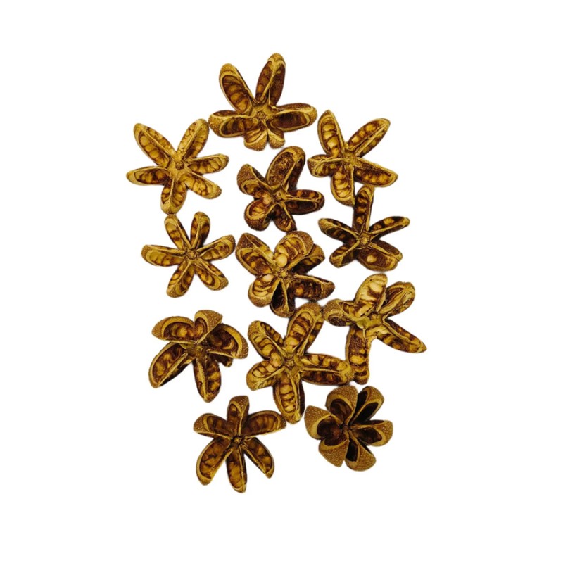Susz egzotyczny 7-10cm Kartush