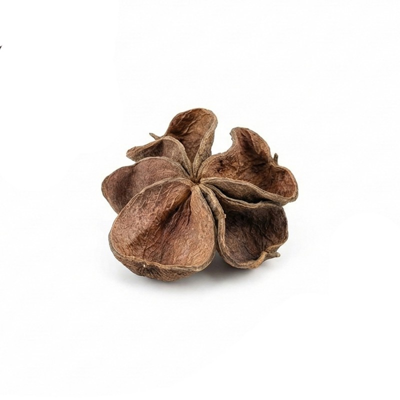 Susz egzotyczny 4-6cm Land Lotus