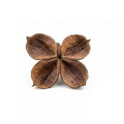 Susz egzotyczny 4-6cm Land Lotus