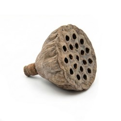 Susz egzotyczny 2,5-5cm Lotos Mini