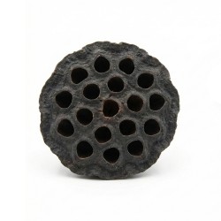 Susz egzotyczny 2,5-5cm Lotos Mini