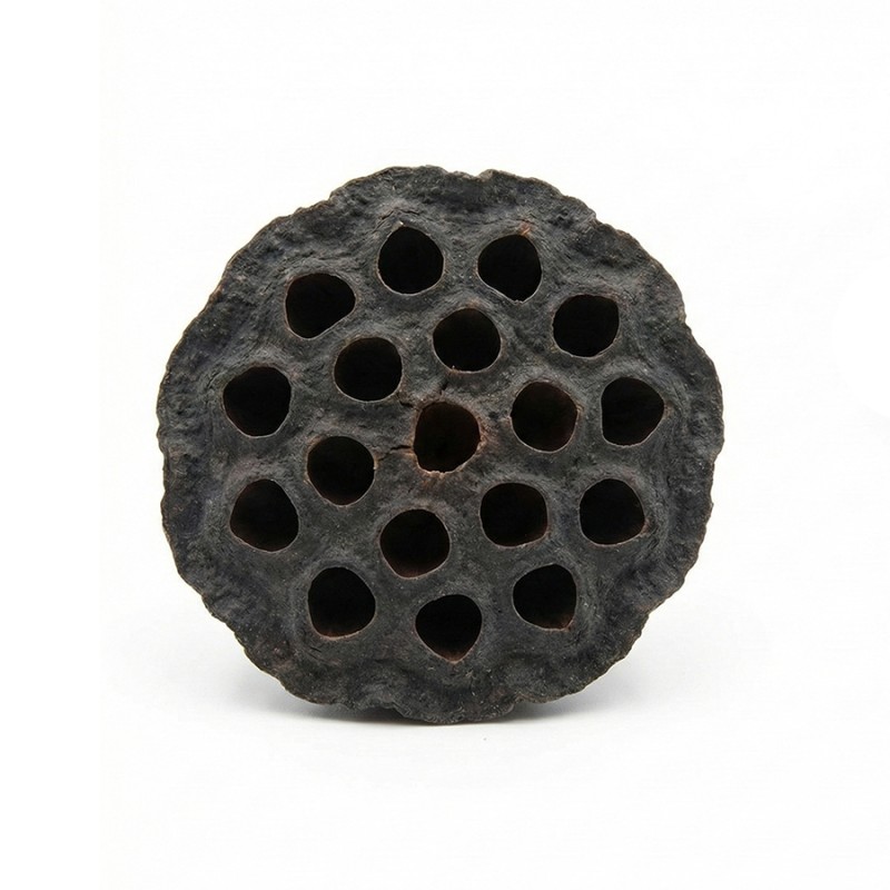 Susz egzotyczny 2,5-5cm Lotos Mini