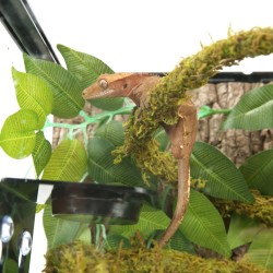 Liana z naturalnym mchem 2cm x 2m Repti-Zoo Liana z naturalnym mchem 2cm x 2m Repti-Zoo