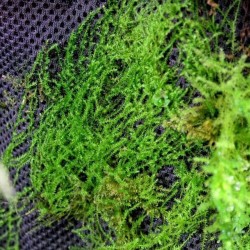 Hydrolon 59x44cm Rainforest Plant Cotton Wacool Hydrolon 59x44cm Rainforest Plant Cotton Wacool