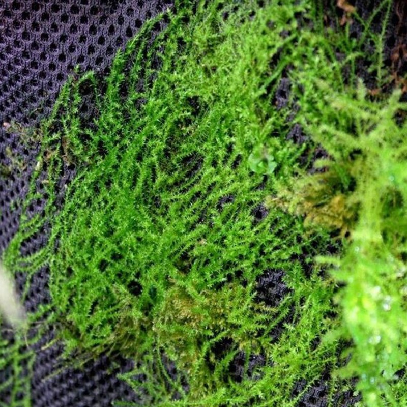 Hydrolon 59x44cm Rainforest Plant Cotton Wacool Hydrolon 59x44cm Rainforest Plant Cotton Wacool
