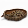 Największy basen - miska do terrarium XXL piaskowiec 40 cm