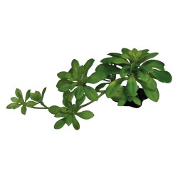 Roślina sztuczna Succulent Green XL Repto