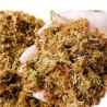 Mech torfowiec 100g 5L Repto Sphagnum Moss