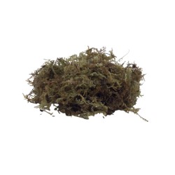 Mech torfowiec 100g 5L Repto Forest Moss