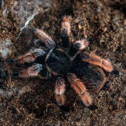 Brachypelma klaasi