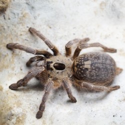 Ceratogyrus sanderi
