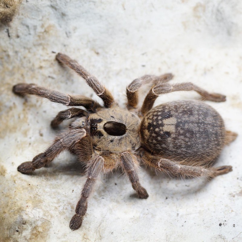 Ceratogyrus sanderi