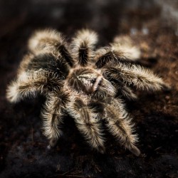 Ptasznik Tliltocatl albopilosus Nicaragua