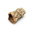 Tuba Brazylijska 5-10cm