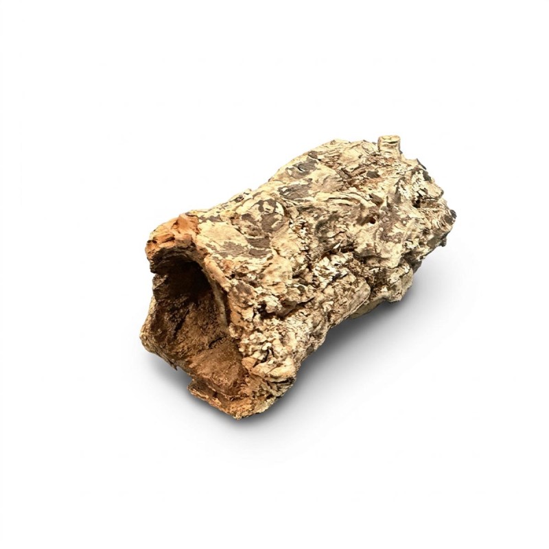 Tuba Brazylijska 5-10cm