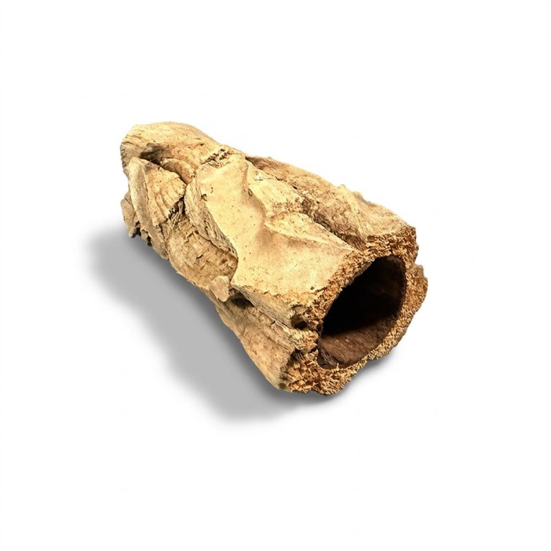 Tuba Brazylijska 5-10cm