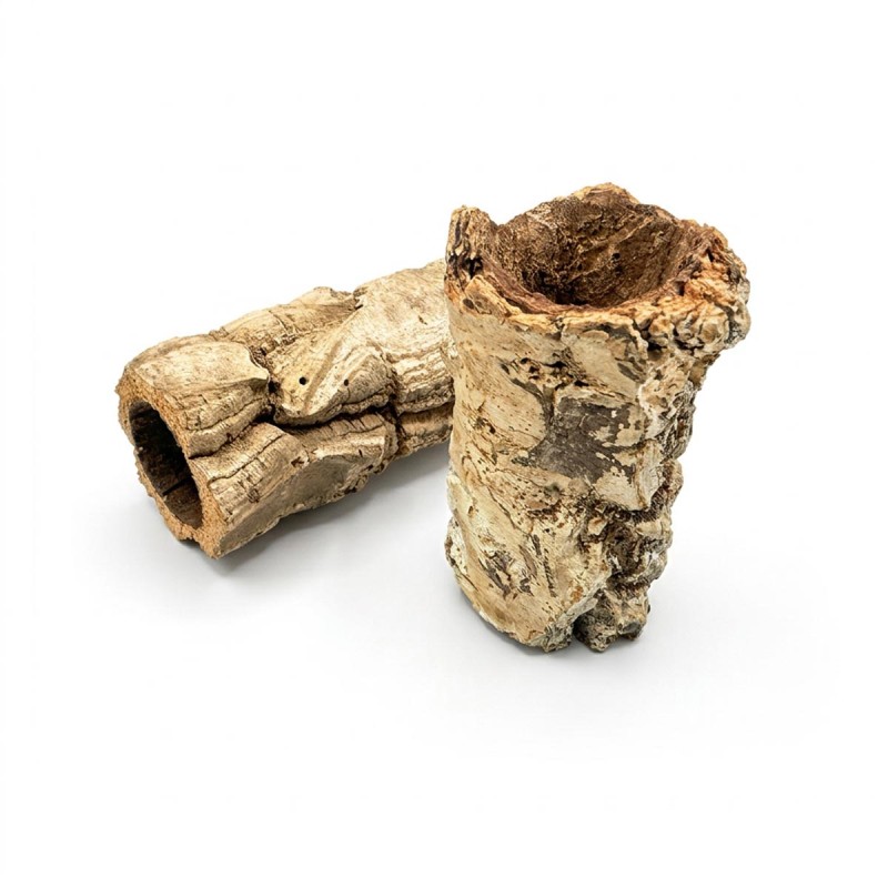 Tuba Brazylijska 5-10cm