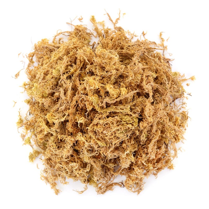 Mech torfowiec Sphagnum Moss do terrarium
