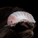 12x Cubaris sp Pink Panda King