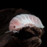 12x Cubaris sp Pink Panda King