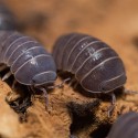 12x Armadillidium officinalis