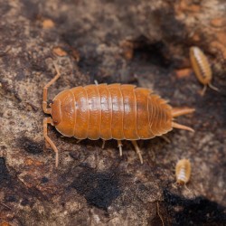 Porcellio laevis Orange