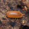 12x Porcellio laevis Orange