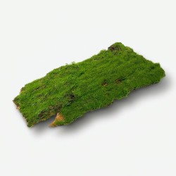 Płat Korkowy z mchem do terrarium