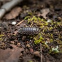 Porcellio laevis black
