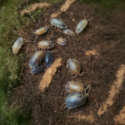 Porcellio Laevis Milk Back
